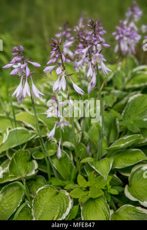 Violet flowers of blooming hosta Hosta undulata Stock Photo