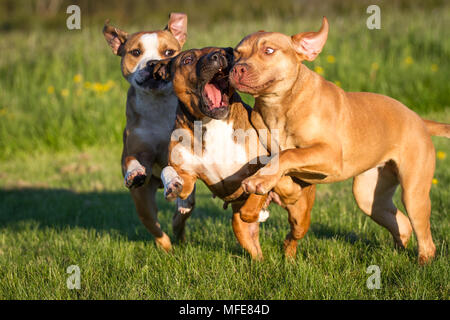 Dogs running and playing on a meadow (Bulldog type dog & Working Pit Bulldog) Stock Photo