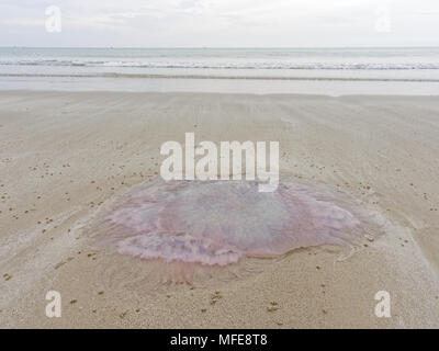 Pink dead jellyfish with reflection over sand on the beach with sea and sky background, used as background in nature or tourism theme Stock Photo