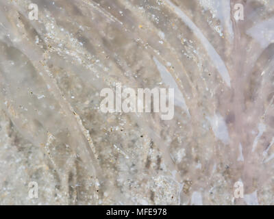 Organic texture in abstract form and pattern of pink dead jellyfish with reflection over sand on the beach, used as background in nature or tourism theme Stock Photo