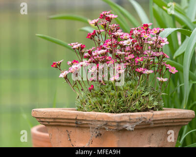 Pink saxifrages (Saxifraga) in a terracotta plant pot Stock Photo
