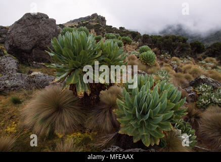 GIANT GROUNDSEL Dendrosenecio keniodendron Teleki Valley, Mt Kenya National Park,  Kenya, eastern Africa Stock Photo