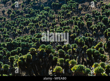 GIANT GROUNDSEL Dendrosenecio keniodendron Teleki Valley, Mt Kenya National Park,  Kenya, eastern Africa Stock Photo