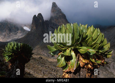 TELEKI VALLEY & peaks Mt Kenya National Park, Kenya Giant Groundsel in the foreground Dendrosenecio keniodendron Stock Photo