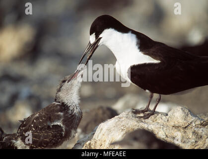 SOOTY TERN  Sterna fuscata adult feeding chick Ascension Island, Atlantic Ocean Stock Photo