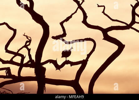 HELMETED GUINEAFOWL roosting in tree Numida meleagris Serengeti National Park, Tanzania. Stock Photo