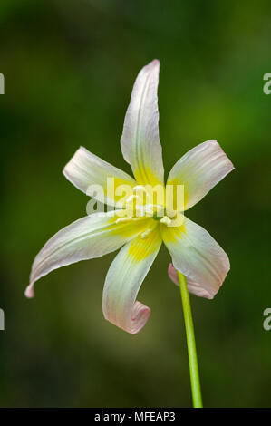 KLAMATH FAWN LILY Erythronium klamathense  Illinois Valley Siskiyou Mountains,  Southern Oregon Stock Photo