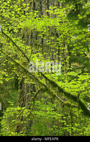 VINE MAPLE and old-growth Douglas Fir Acer circinatum Temperate Rainforest, Hoh River Valley Olympic National Park, Washington, USA Stock Photo