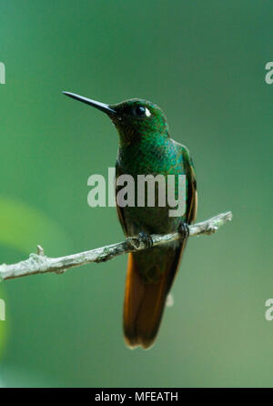BRAZILIAN RUBY HUMMINGBIRD Clytolaema rubricauda  Male roosting Itatiaia National park, South East Brazil Stock Photo