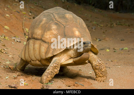 MADAGASCAR PLOWSHARE TORTOISE Geochelone yniphora male in captive breeding program, Durrell Wildlife Trust Endangered, Madagascar Stock Photo