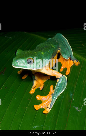 SPLENDID LEAF FROG (Agalychnis calcarifer) La Selva, Costa Rica Stock Photo