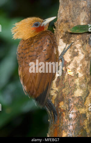 CHESTNUT-COLOURED WOODPECKER (Celeus castaneus) La Selva Reserve, Costa Rica Stock Photo