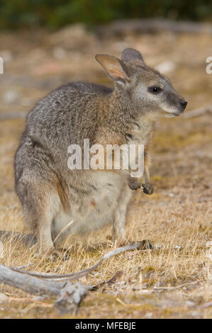 TAMMAR WALLABY, Macropus eugenii; Kangaroo Island, Australia Stock Photo