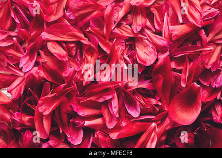 lovely red peonies petals bunch on rustic white wooden background, top view, space for text. floral greeting card mock-up, flat lay. flowers wallpaper Stock Photo