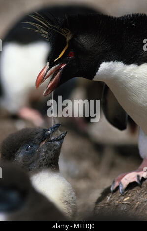 ROCKHOPPER PENGUIN Eudyptes chrysocome adult feeding young      Falkland Islands, South Atlantic Stock Photo