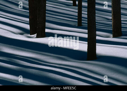 SHADOWS ON SNOW  in burned lodgepole pine forest Yellowstone Natl Park, Wyoming, USA Stock Photo