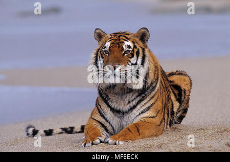 Bengal tiger (Panthera tigris) running on a beach - Stock Image - Z934/0190  - Science Photo Library