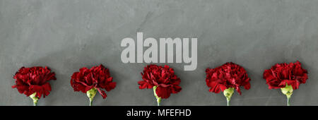 Five fresh burgundy carnation flowers on grey raw background Stock Photo