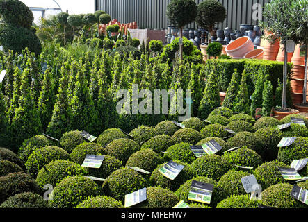 topiary plants in garden centre, norfolk, england Stock Photo