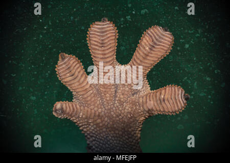 Crested Gecko foot Stock Photo