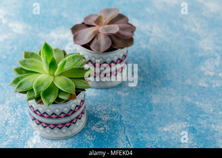 Home plants in pots succulents - eheveria and havortia, a home mini-garden Stock Photo