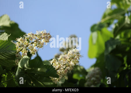 Blooming white chestnut Stock Photo