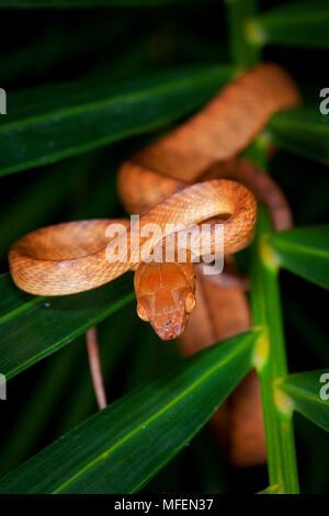 Brown tree snake (Boiga irregularis) in north Queensland Australia ...