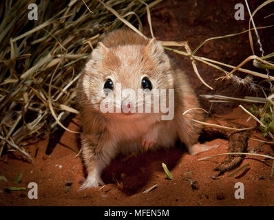 Crest-tailed Mulgara (Dasycercus cristicauda), Fam. Dasyuridae, Marsupialia, This arid zone species is listed as threatened, Male trapped and released Stock Photo