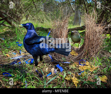 Satin Bowerbird (Ptilonorhynchus newtoniana), Fam. Ptilonorhynchidae, Male in front of  bower with female in the background Oxley Wild River National Stock Photo