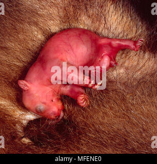 Common Wombat Joey (Vombatus ursinus), Fam. Vombatidae, Marsupialia, Male pouch young, Mother had been killed in vehicle collision, Tuggolo State Fore Stock Photo