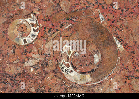 Ammonite (Goniatite) Fossils, Morocco Stock Photo