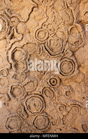 Stromatolite Fossil Patterns, Cretaceous, Morocco Stock Photo