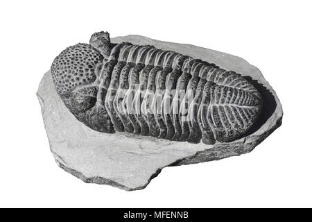 Trilobite Phacops sp. Devonian Period, Morocco Stock Photo