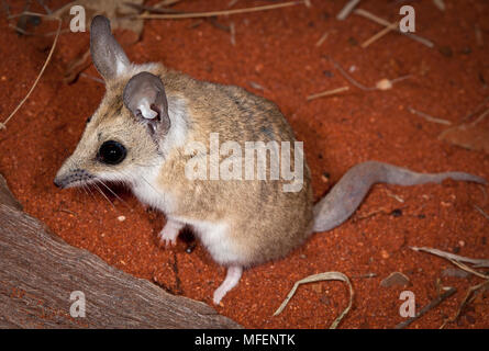 Fat-tailed dunnart (Sminthopsis crassicaudata), Fam. Dasyuridae, Marsupialia, Arid zone species, Captive individual, University of New England, New So Stock Photo