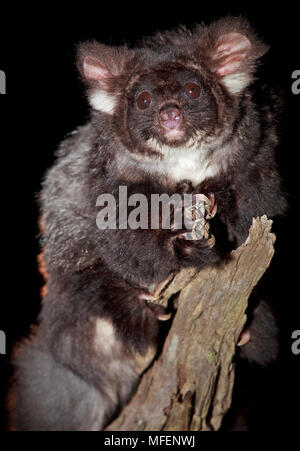 Greater Glider (Petauroides volans), Fam. Pseudocheiridae, Marsupialia, These gliders eat exclusively eucalypt leaves, Animal was caught and released Stock Photo