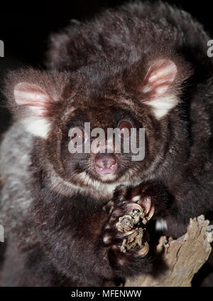 Greater Glider (Petauroides volans), Fam. Pseudocheiridae, Marsupialia, These gliders eat exclusively eucalypt leaves, Animal was caught and released Stock Photo