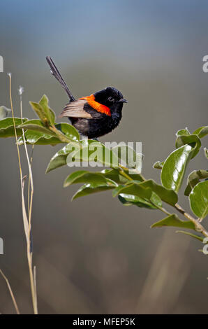 Red-backed Fairy-wren (Malurus melanocephalus), Fam. Maluridae, Male in breeding plumage, Carnarvon National Park, Queensland, Australia Stock Photo