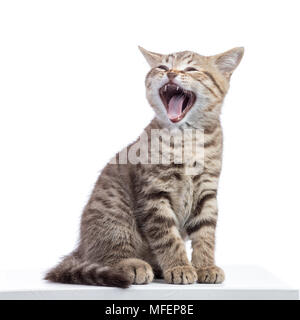 Small kitten with open mouth yawning. Studio shot. Stock Photo