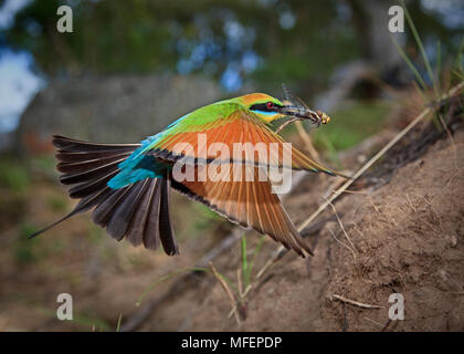 Rainbow Bee-eater (Merops ornatus), Fam. Meropidae,  Male landing at nest tunnel, Oxley Wild River National park, New South Wales, Australia Stock Photo
