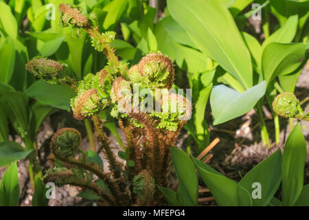 The sprouting shoots of a fern Stock Photo