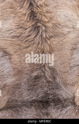 Skin of deer, background, texture Stock Photo
