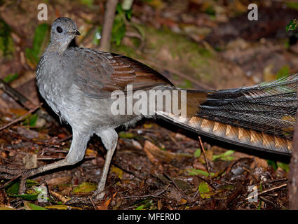 Superb Lyrebird (Menura novaehollandiae), Fam. Menuridae, male foraging on rainforest floor, Washpool National Park, New South Wales, Australia Stock Photo