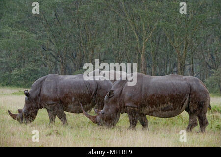 White rhinocerous, Ceratotherium simum, during rainstorm; Lake Nakuru, Kenya Stock Photo