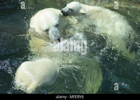 Polar bear mother playing with her cubs in water Stock Photo