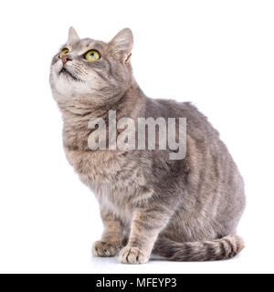 Portrait of a gray cat. Cat without breed. A simple kitten on a white background Stock Photo