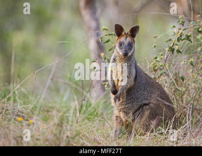Swamp Wallaby (Wallabia bicolor), Fam. Marcopididae, Marsupilia, Female with pouch young, Oxley Wild River National Park, New South Wales, Australia Stock Photo