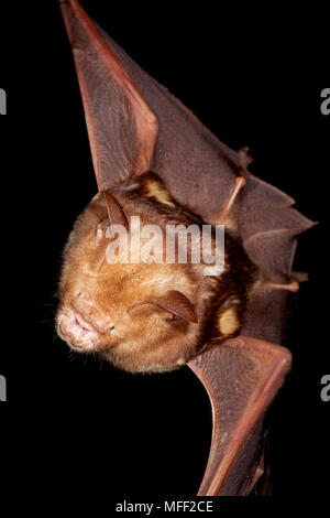 Diadem Leaf-nosed Bat (Hipposideros diadema), Fam. Hipposideridae, Mission Beach Queensland Australia