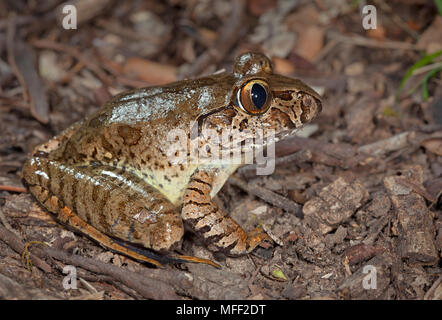 Giant Barred Frog (Mixophyes ititeratus), Fam. Myobatrachidae, endangered species, Myall Lakes National Park, New South Wales, Australia Stock Photo