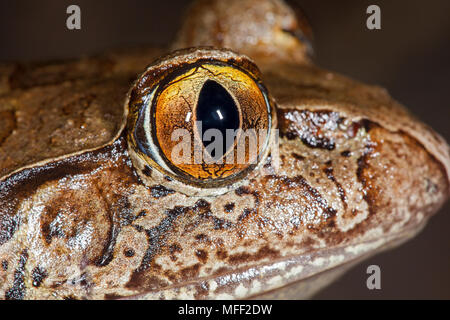 Giant Barred Frog (Mixophyes ititeratus), Fam. Myobatrachidae, endangered species, Myall Lakes National Park, New South Wales, Australia Stock Photo