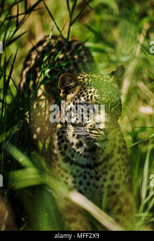 Leopard (Panthera pardus). Hidden in long grass. Savanna Private Game Lodge, Sabi Sand Game Reserve, bordering the Kruger National Park, South Africa. Stock Photo